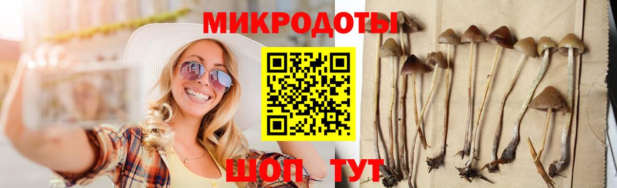 Галлюциногенные грибы Psilocybe Амурск